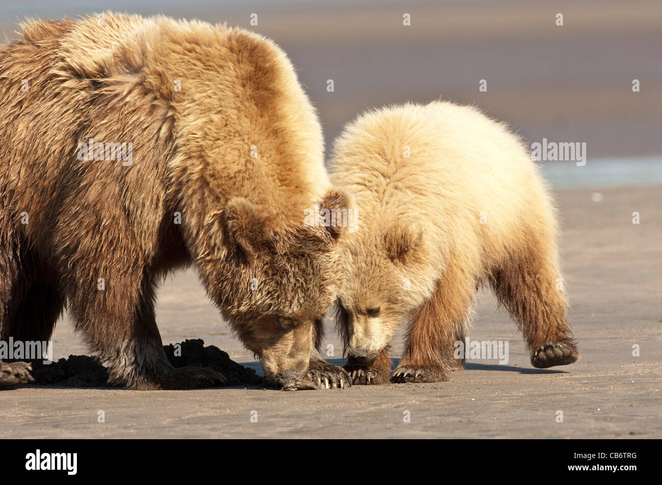 Stock photo of an Alaskan brown bear sow and cub clamming on the beach ...