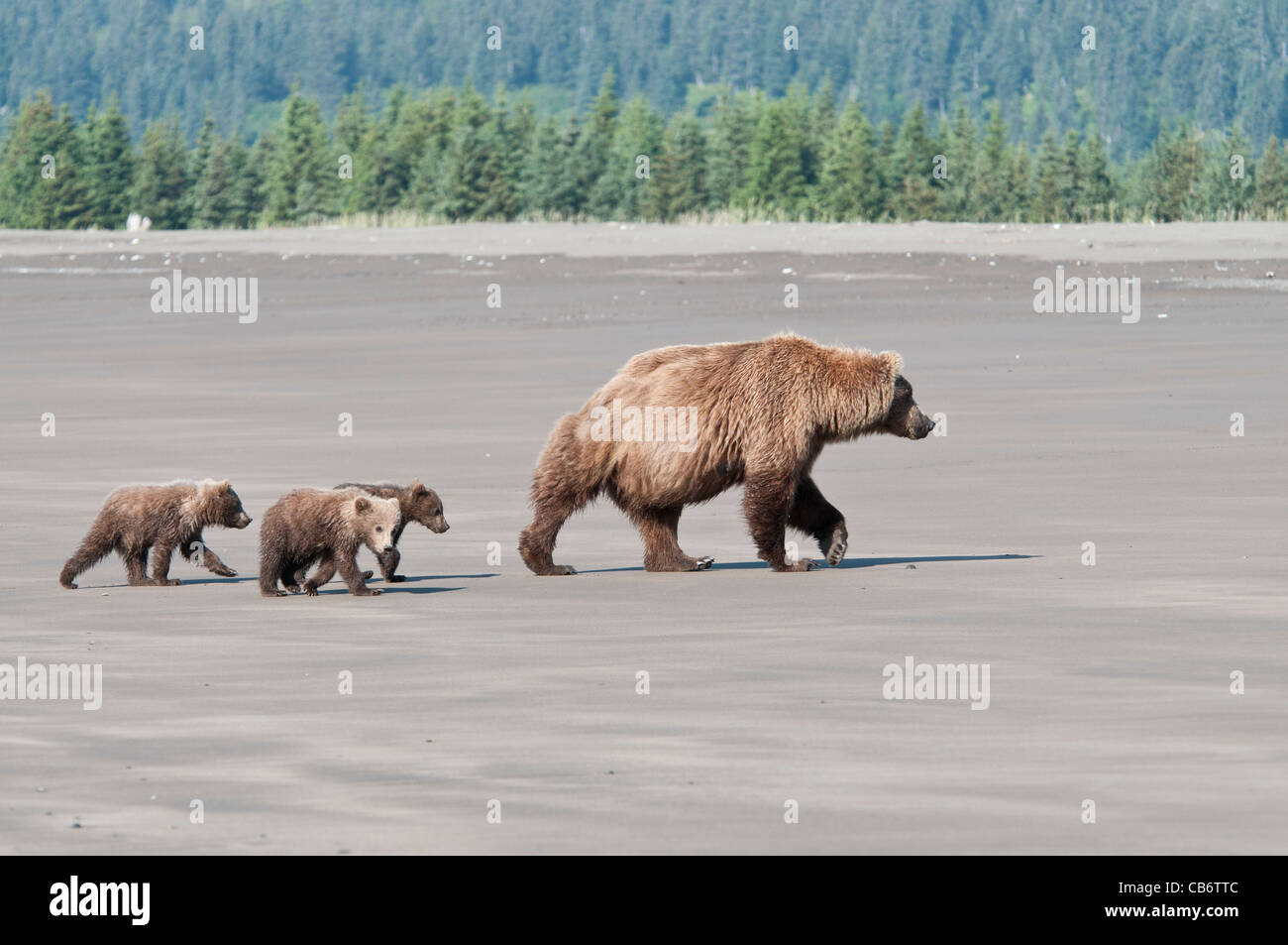 Stock photo of an Alaskan brown bear sow and cubs walking along the ...