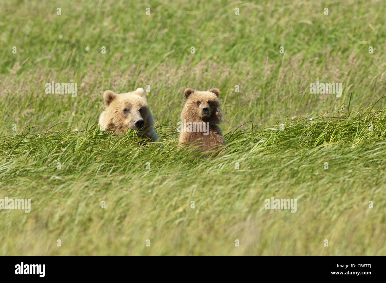Stock photo of an Alaskan brown bear sow and her cub in a tall grass ...