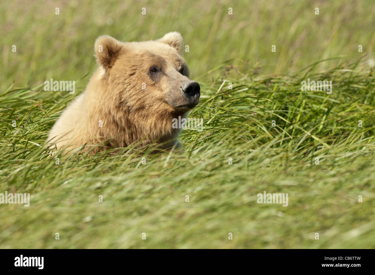 Stock photo of an Alaskan brown bear sow sitting in a tall grass meadow ...