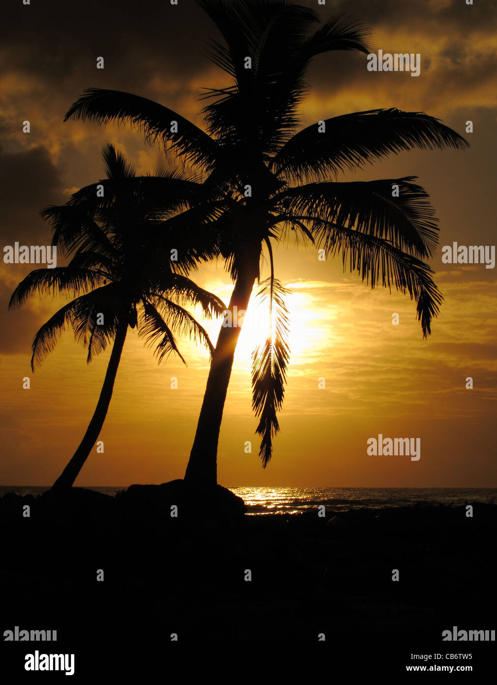 Sunrise with palm trees hi-res stock photography and images - Alamy