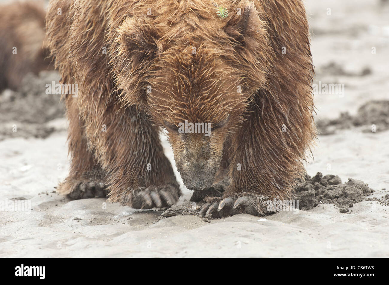 Stock photo of an Alaskan brown bear clamming at low tide Stock Photo ...