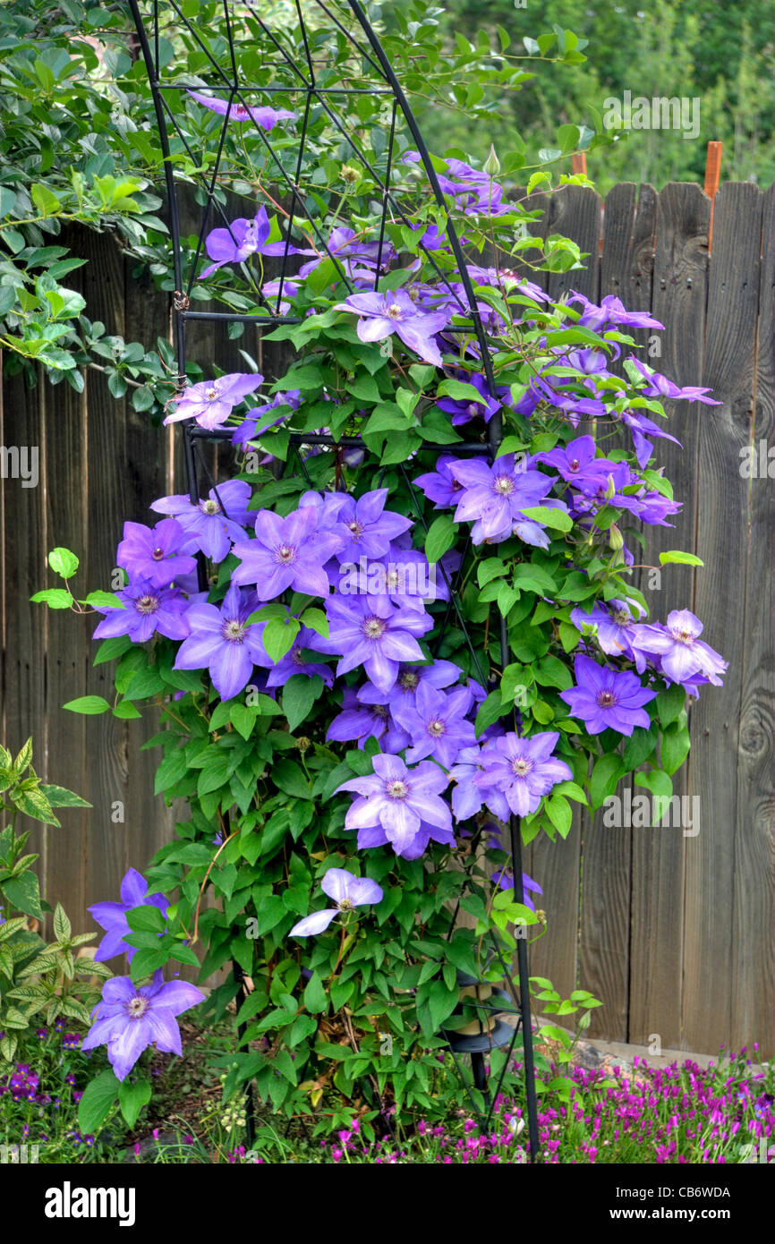 Large flowered clematis in full bloom Stock Photo