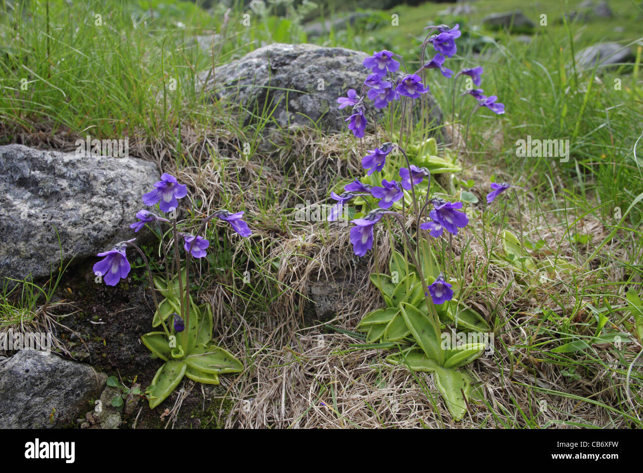 Pinguicula balcanica, Balkanian butterwort, carnivorous subalpine plant, endemic to the Balkans, Bulgaria Stock Photo