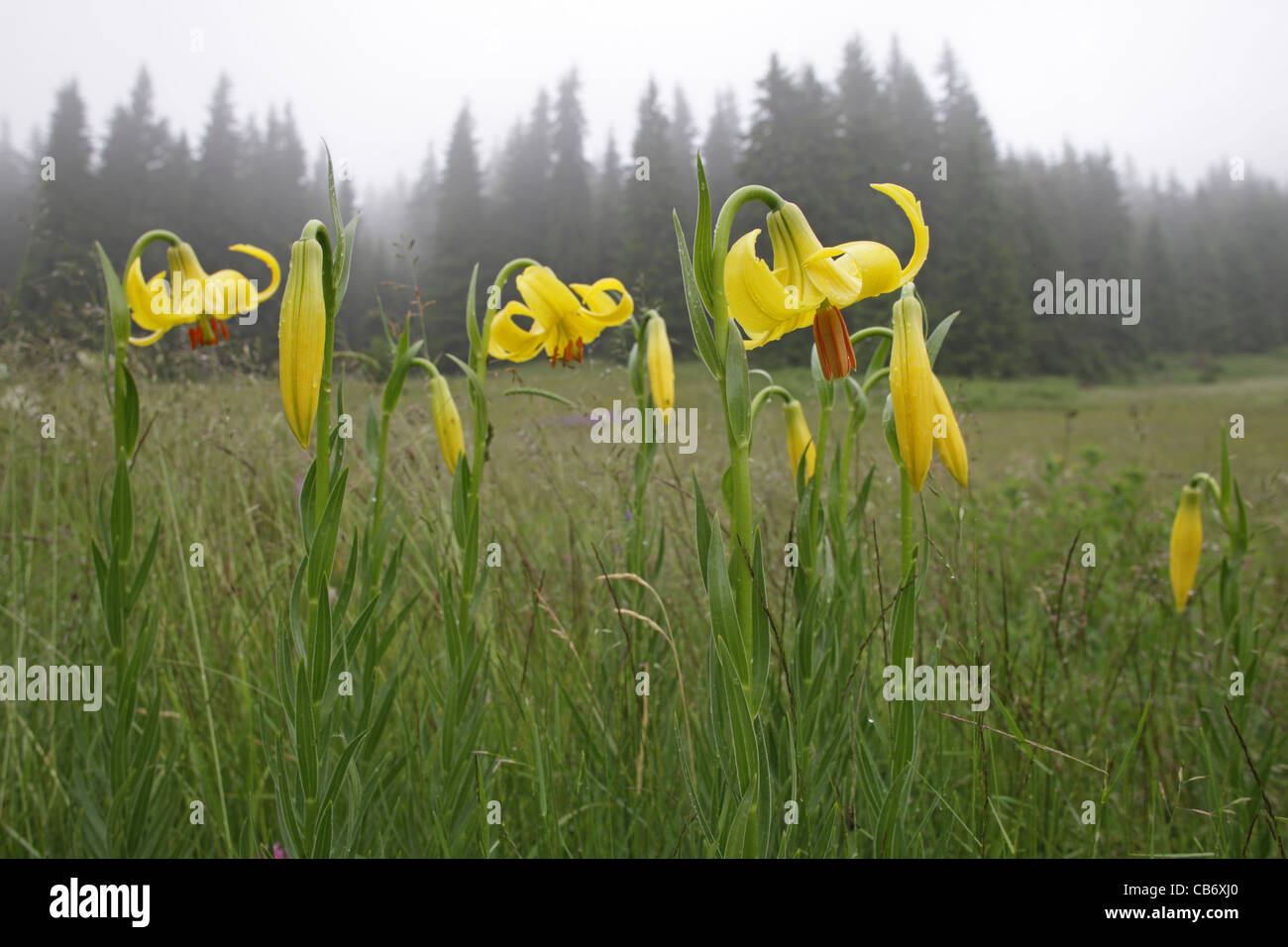Lilium rhodopaeum Delip., Lily, Rare endemic plant on the Balkans, Bulgaria (Rhodopi Mountains) Stock Photo