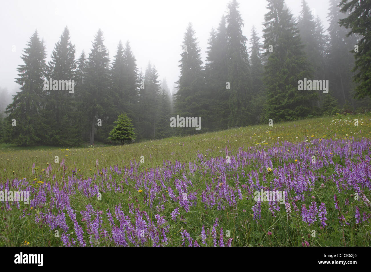 Blue flowers in the mountain meadow in fogy spruce forest. Rodopi Mountain, Bulgaria Stock Photo