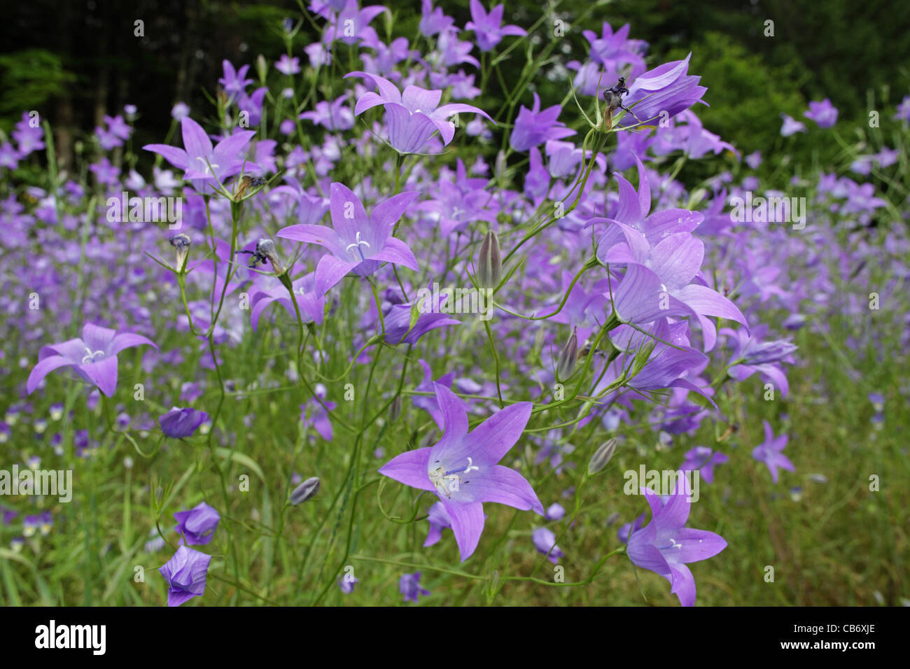 Summer scenery with flowering wild Spreading Bellflower (Campanula patula, Campanulaceae), Rodopi Mountains, Bulgaria Stock Photo