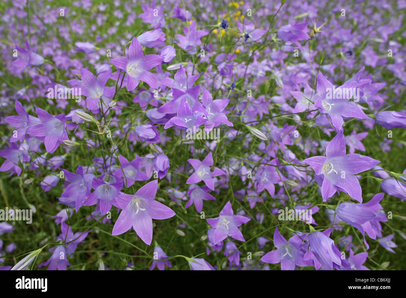 Summer scenery with flowering Spreading Bellflower (Campanula patula, Campanulaceae), Rodopi Mountains, Bulgaria Stock Photo
