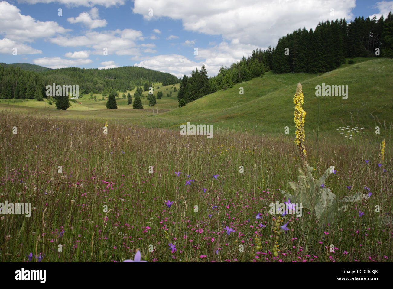 Summer scenery with flowering meadows. Rodopi (Rhodopi) Mountain, Bulgaria Stock Photo