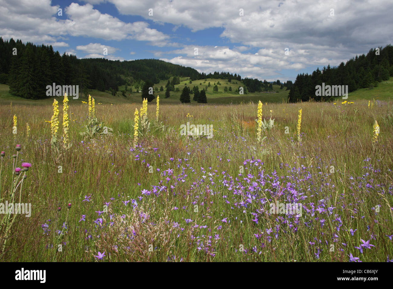 Summer scenery with flowering meadows. Rodopi (Rhodopi) Mountain, Bulgaria Stock Photo