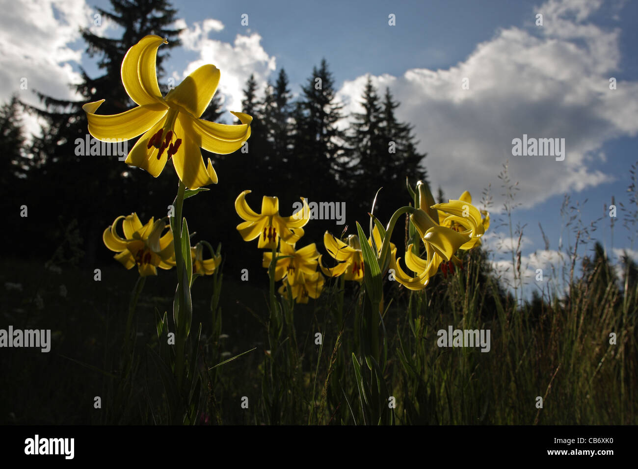 Lilium rhodopaeum Delip., Lily, Rare endemic plant on the Balkans, Bulgaria (Rhodopi Mountains) Stock Photo