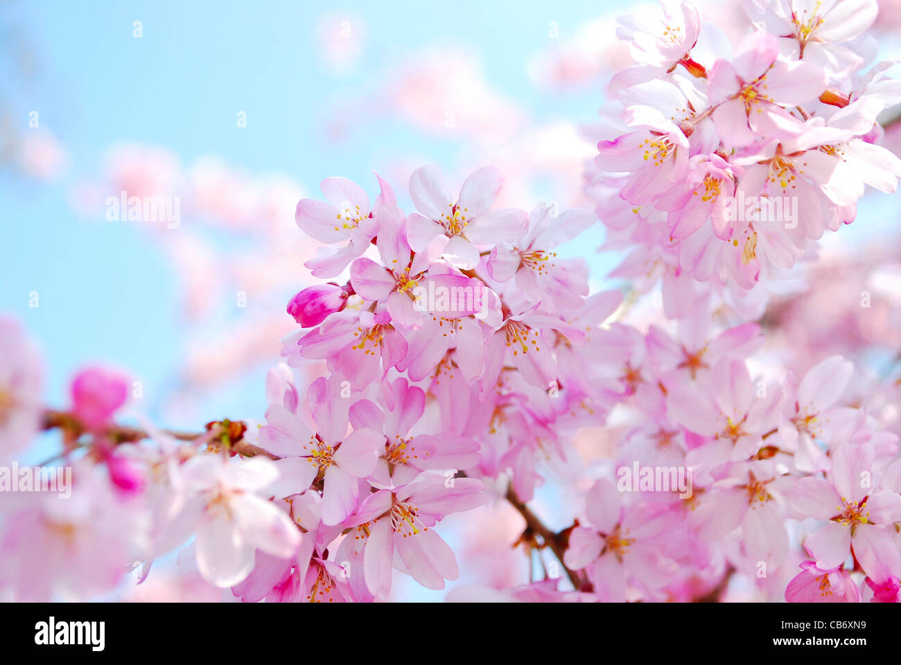 Red sakura flowers hi-res stock photography and images - Alamy