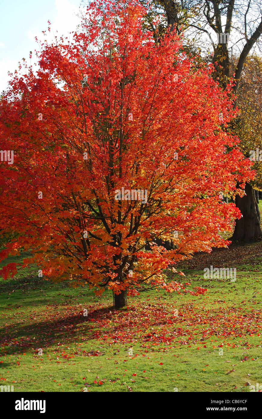 Norway Maple Acer Platanoides Autumn Fall Colours Stock Photo Alamy