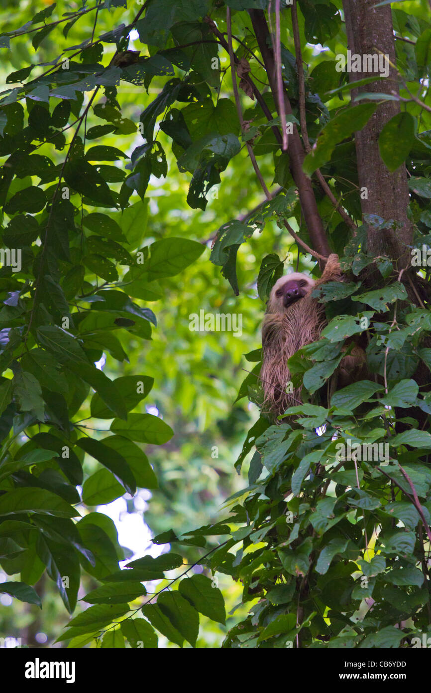 A sloth sleeps in a tree. In spanish they are called 'Lazy Bears' Stock
