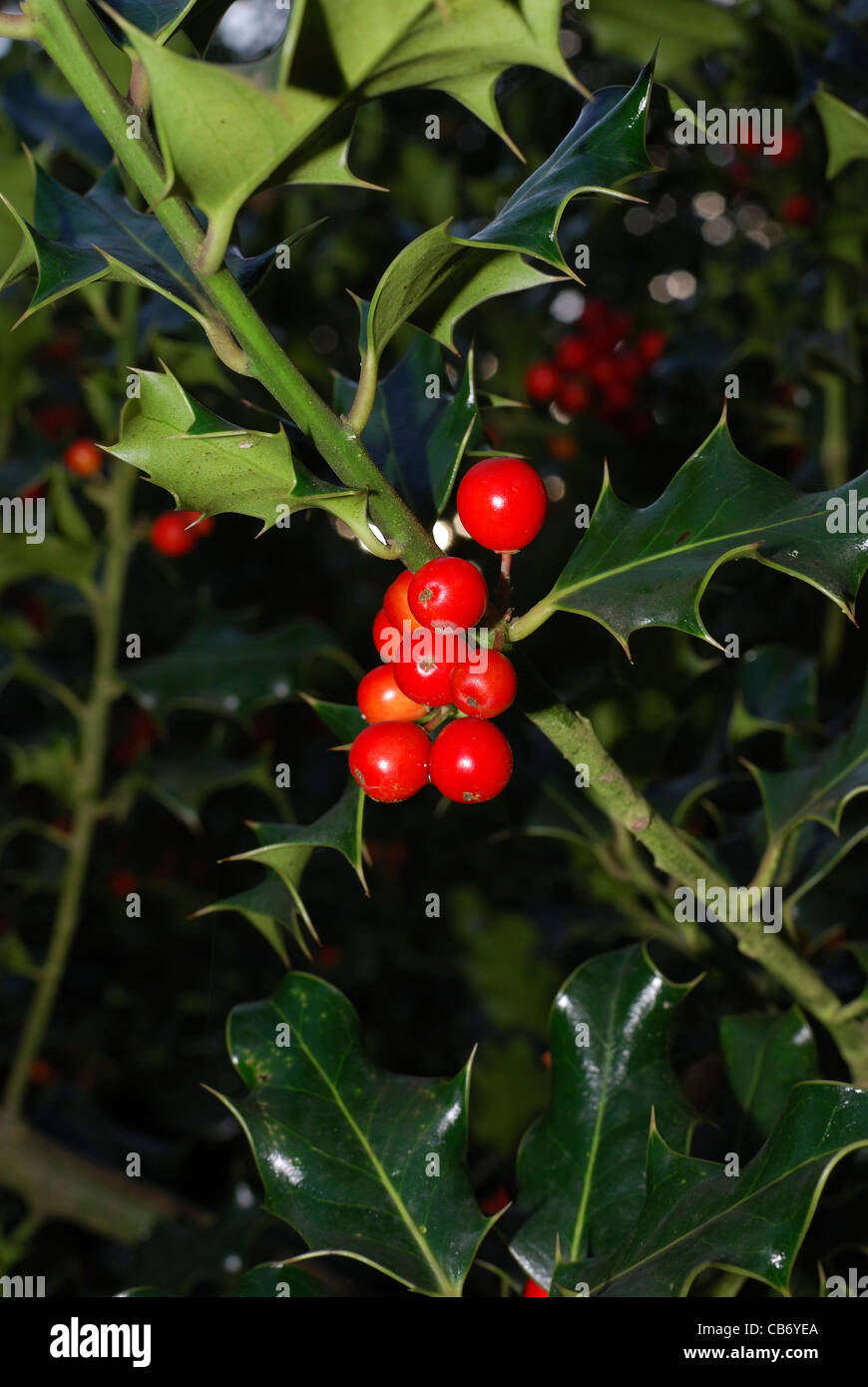English holly tree hires stock photography and images Alamy
