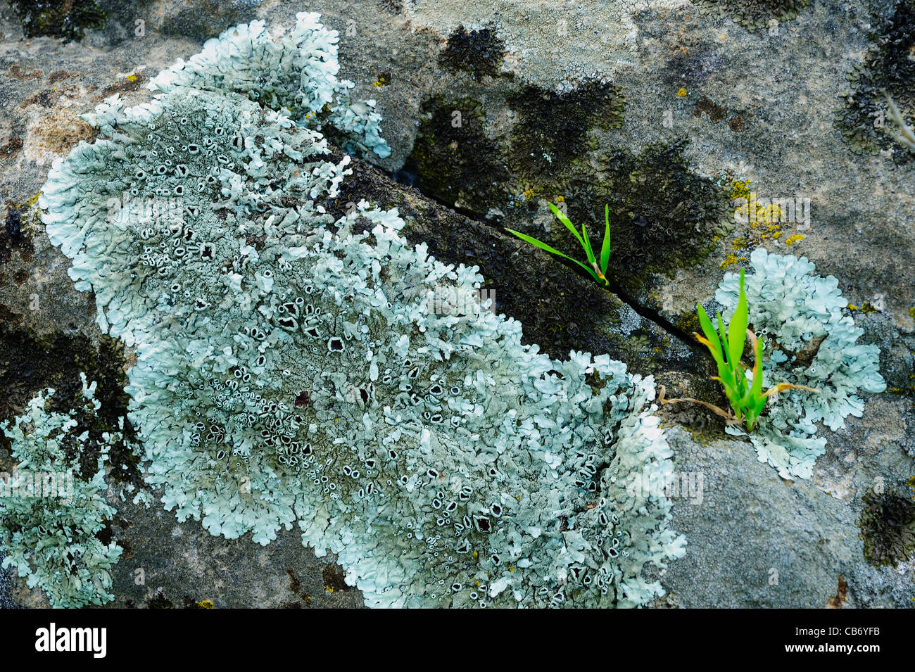 Common Greenshield lichen (Flavoparmelia caperata) growing on rock. Andalucia, Spain. Stock Photo
