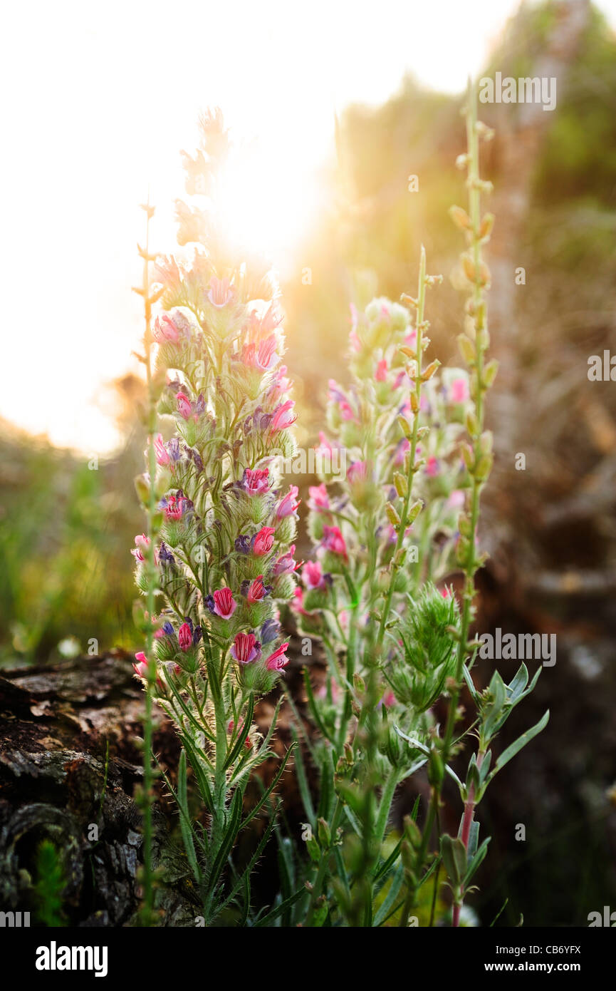 White-leaved Bugloss (Echium Albicans). Group of flowers growing close to a pine trunk. Malaga province, Andalucia, Spain. Stock Photo