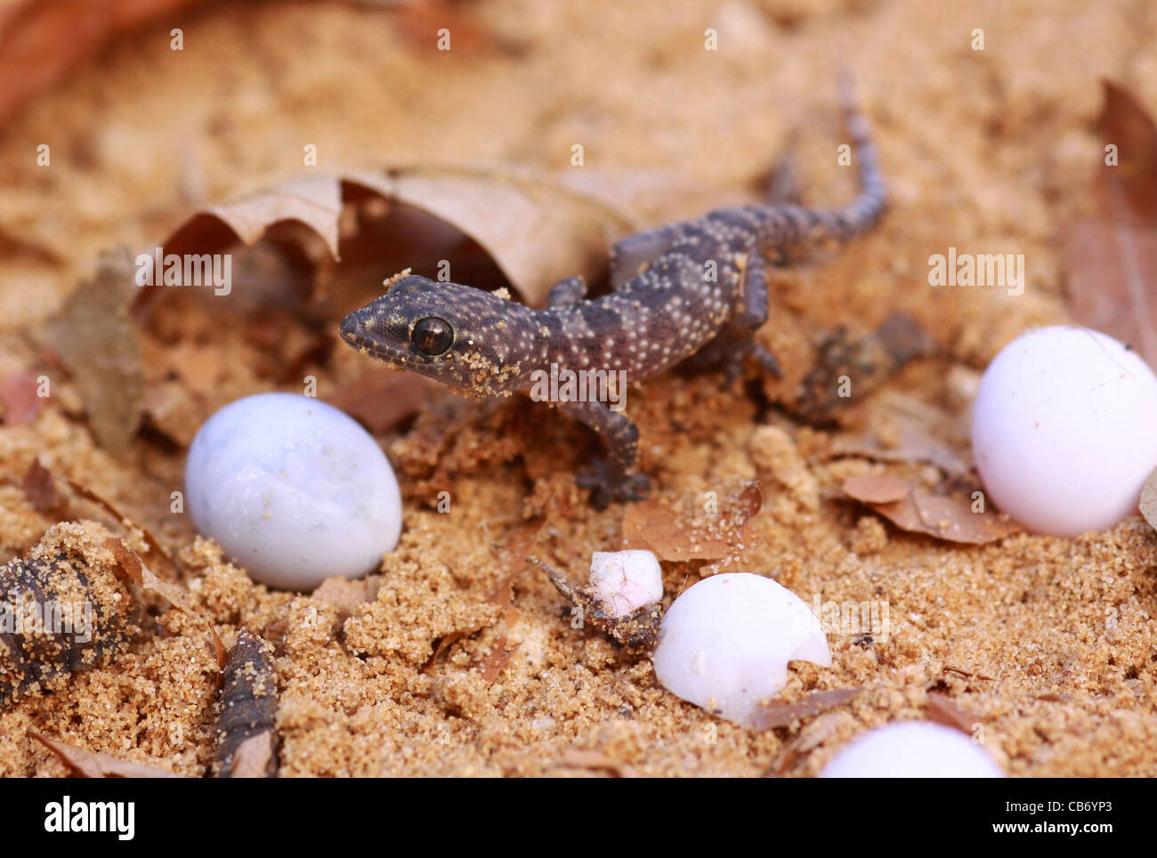 how-long-do-leopard-gecko-eggs-take-to-hatch