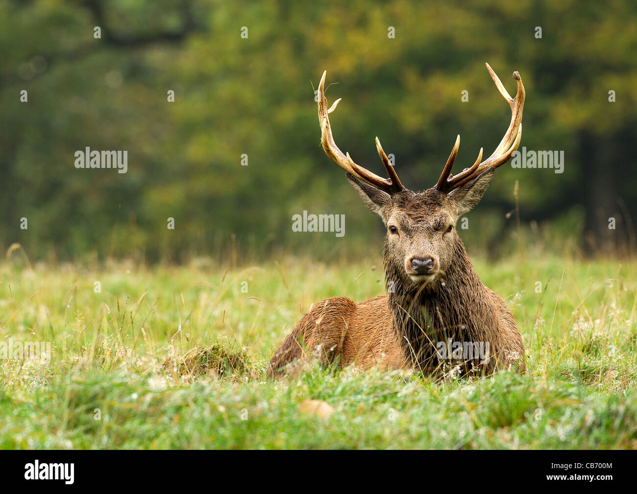 Red Deer Stag ( Cervus elaphus ) Stock Photo