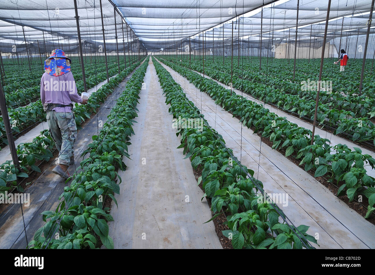 Organic pepper farm. Peppers are cultivated inside a hothouse to keep