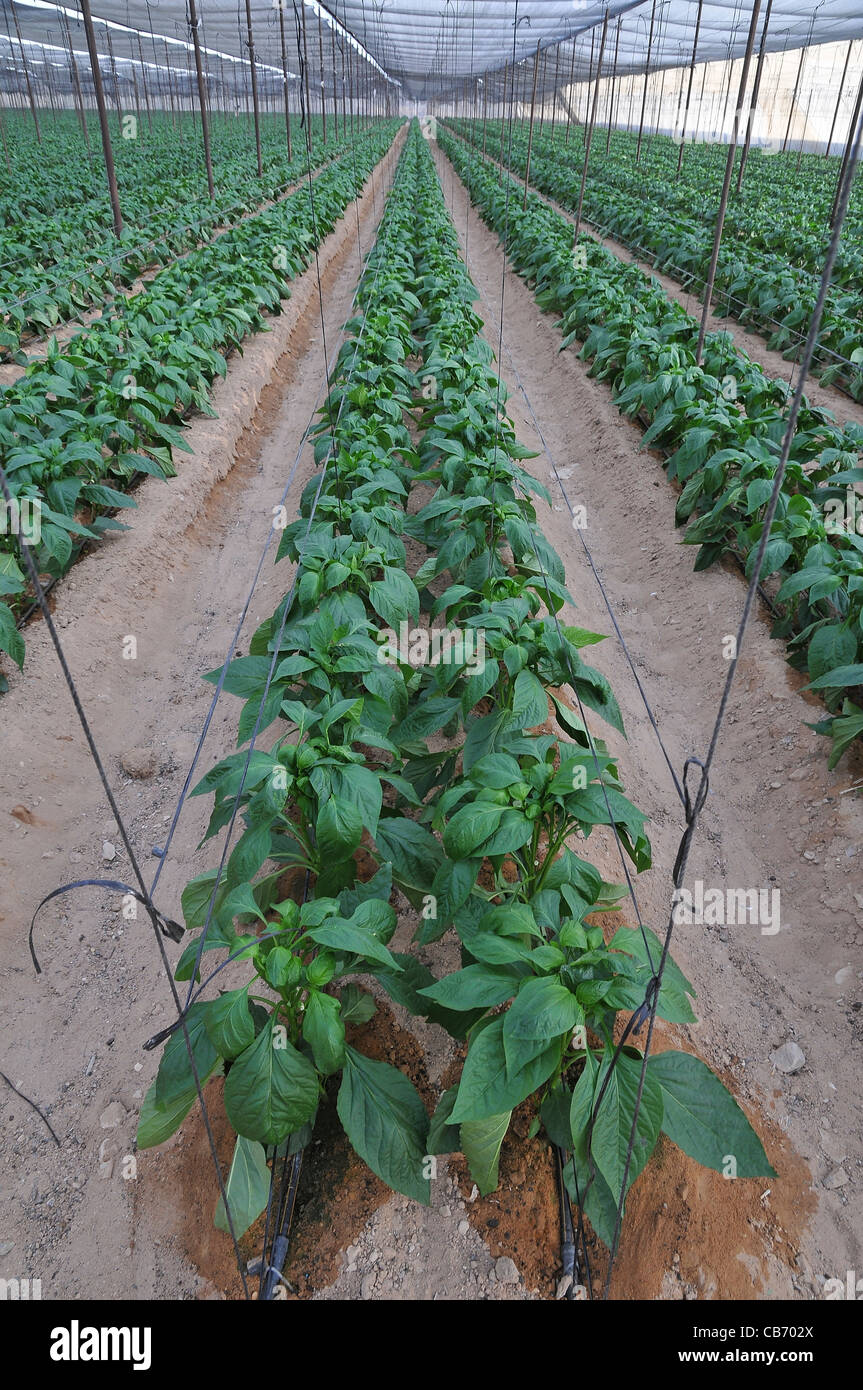 Pepper Farms High Resolution Stock Photography and Images Alamy