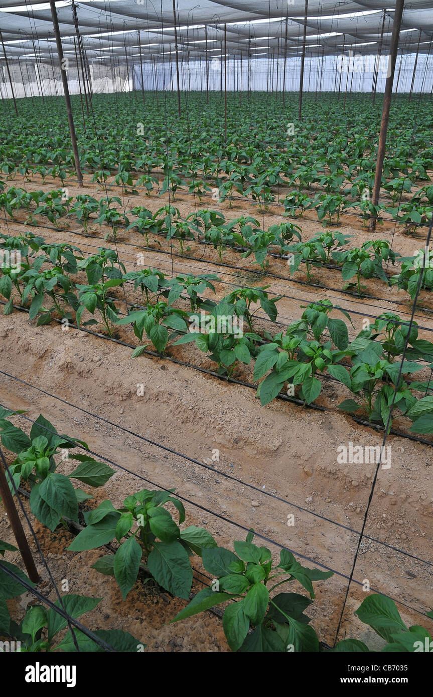 Organic pepper farm. Peppers are cultivated inside a hothouse to keep them moist and cool. Stock Photo