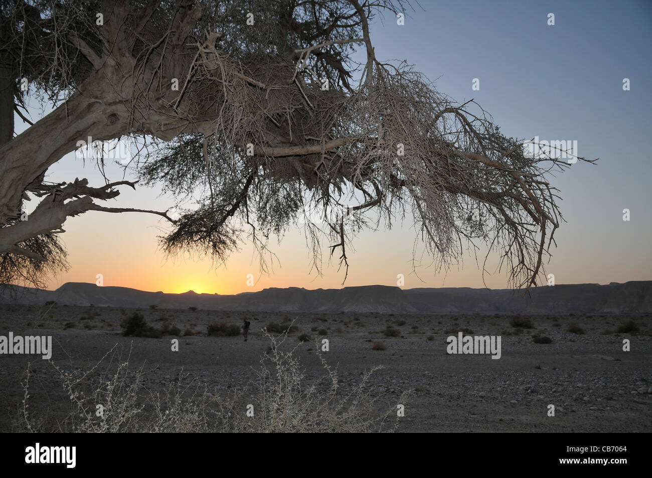 Israel, Aravah Desert Landscape Lone Acacia tree Stock Photo Alamy