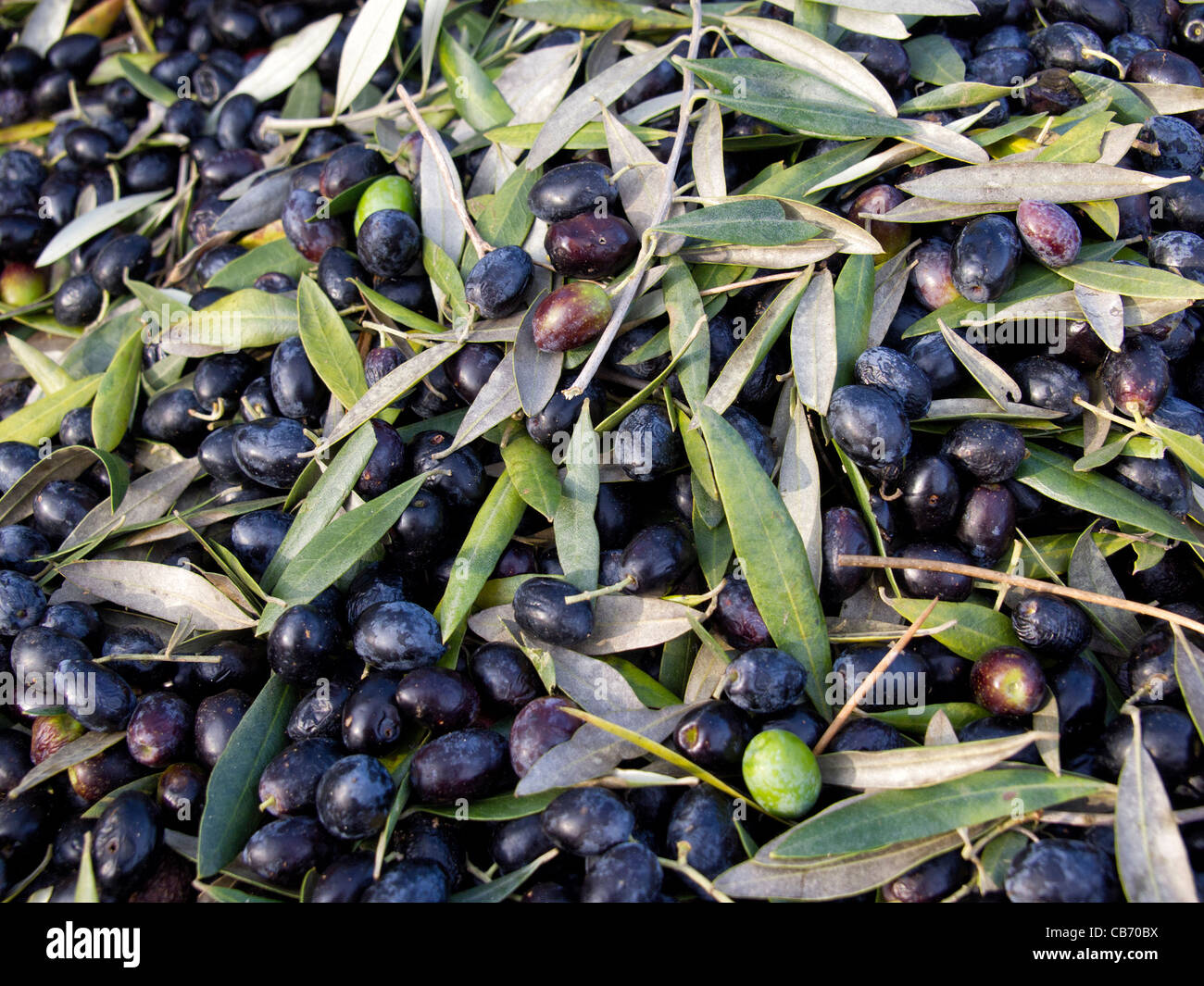 Olives Stock Photo