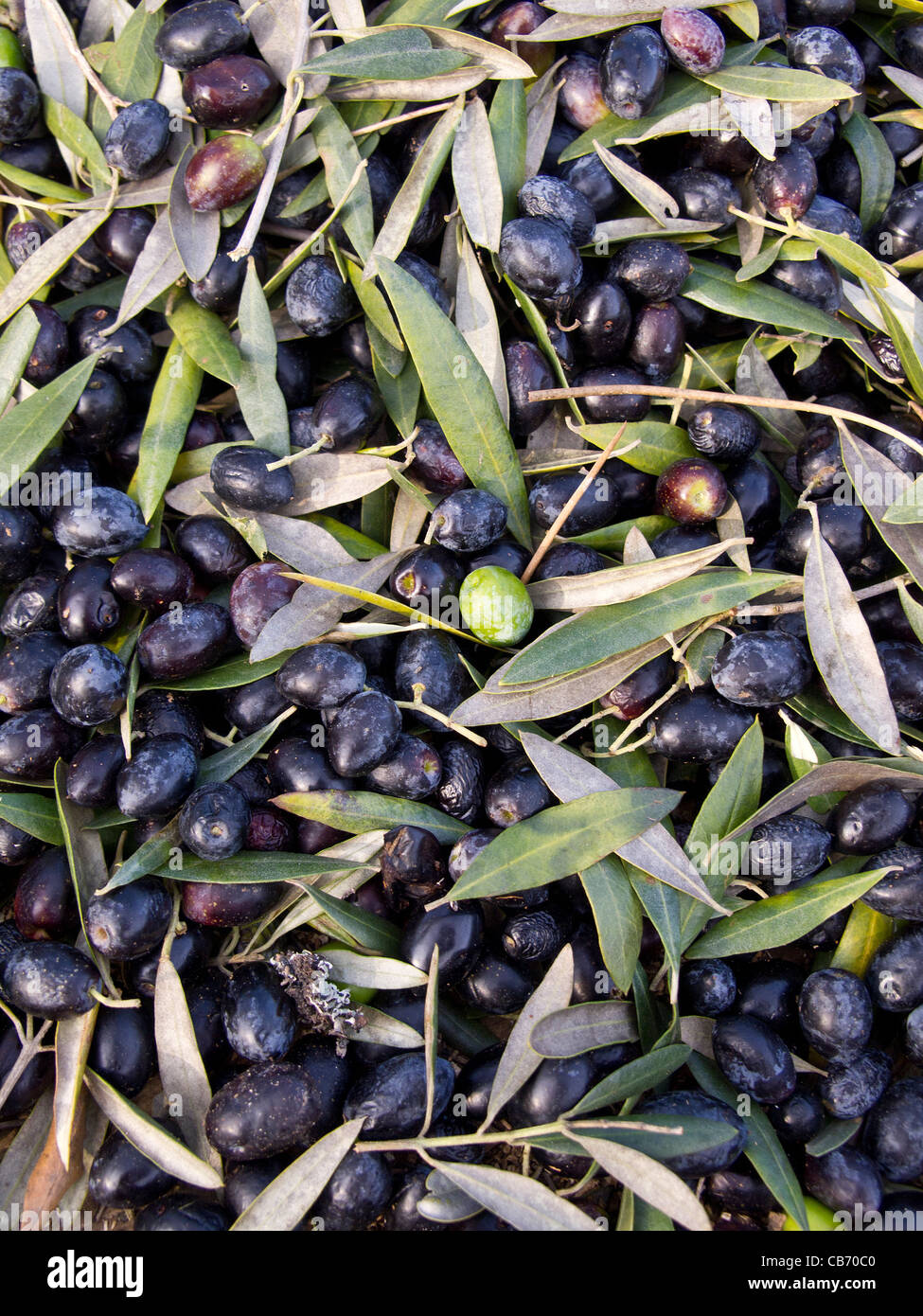 Olives Stock Photo