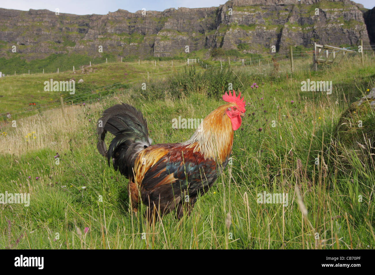 Domestic hen cockrel part of freerange flock in field UK Stock Photo Alamy