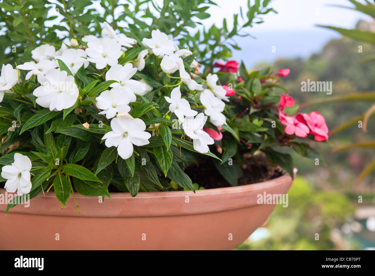 multicolored flower pot. horizontal shot. small GRIP Stock Photo
