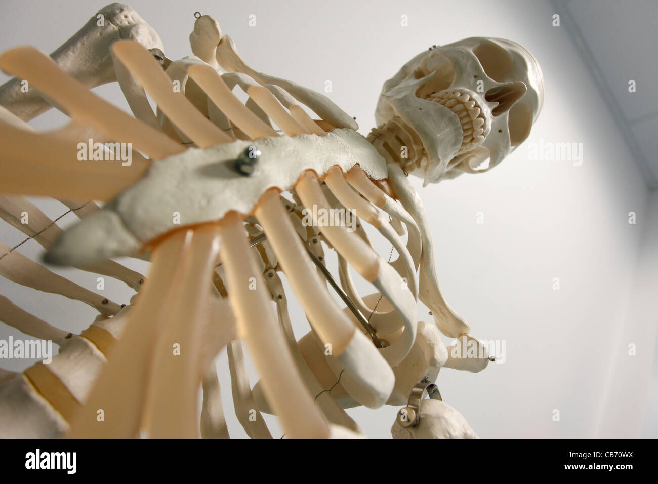 Medical skeleton Human skull Orthopedics Stock Photo