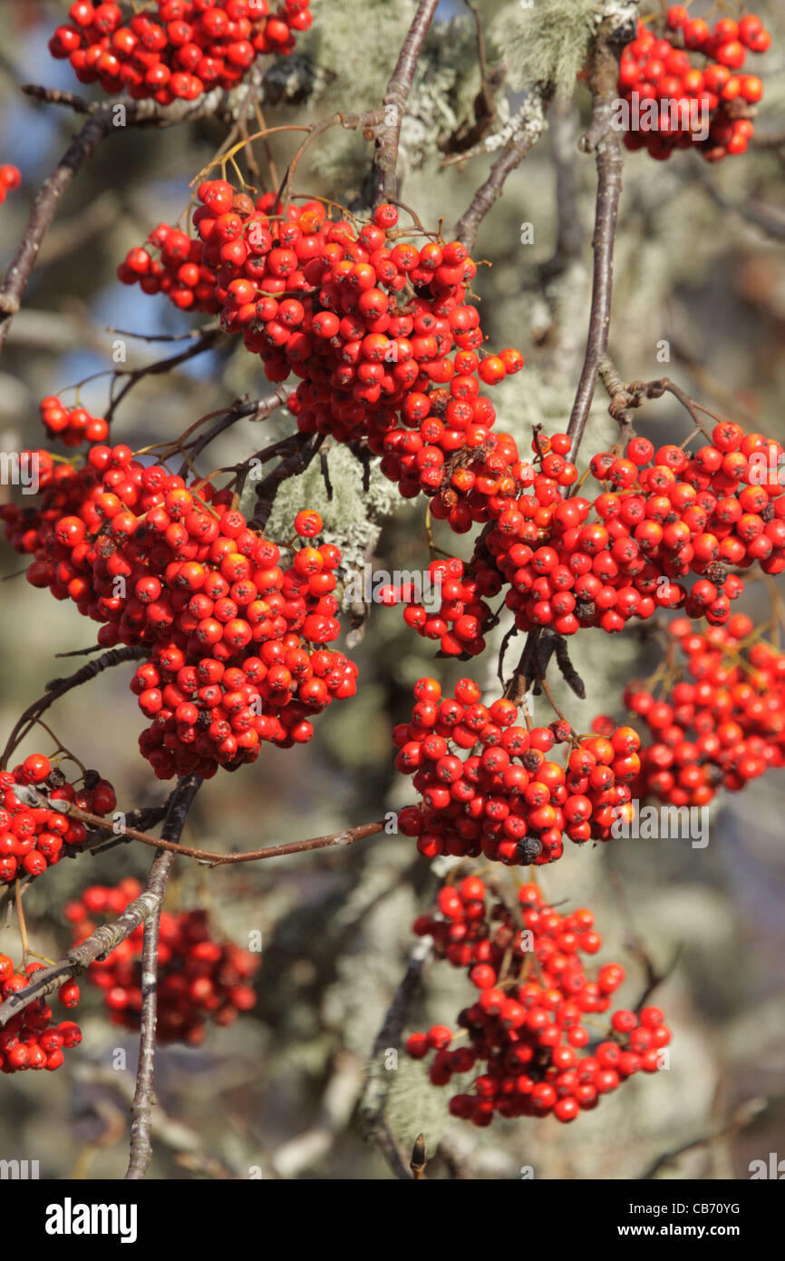 rowan mountain ash Stock Photo Alamy