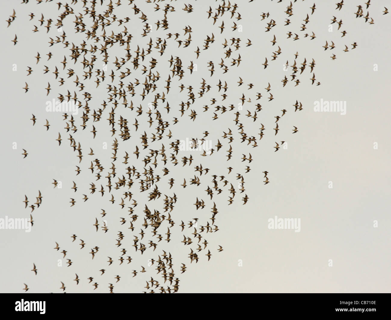 Dunlin and knot hi-res stock photography and images - Alamy