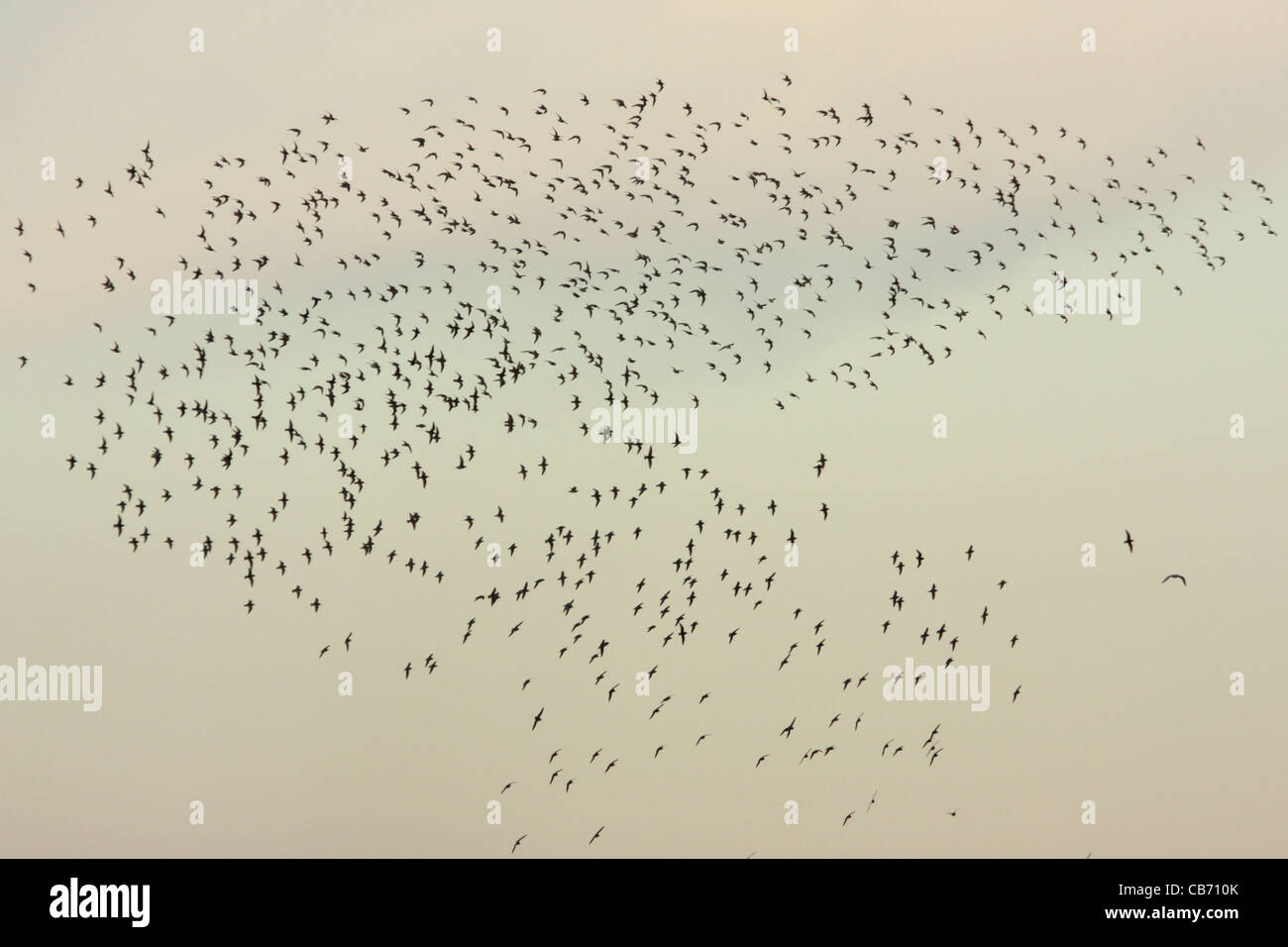 Dunlin and knot hi-res stock photography and images - Alamy