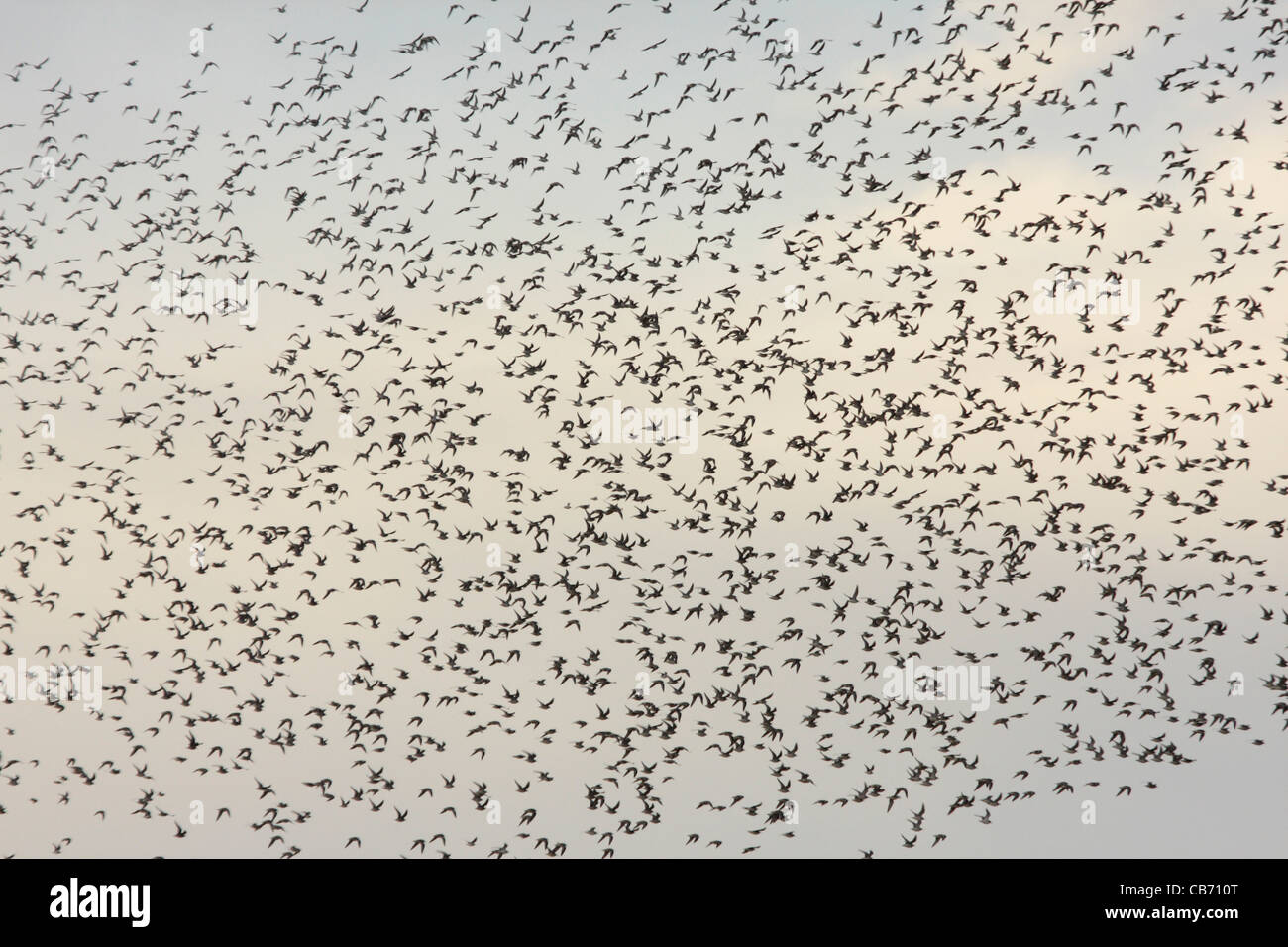 Dunlin and knot hi-res stock photography and images - Alamy