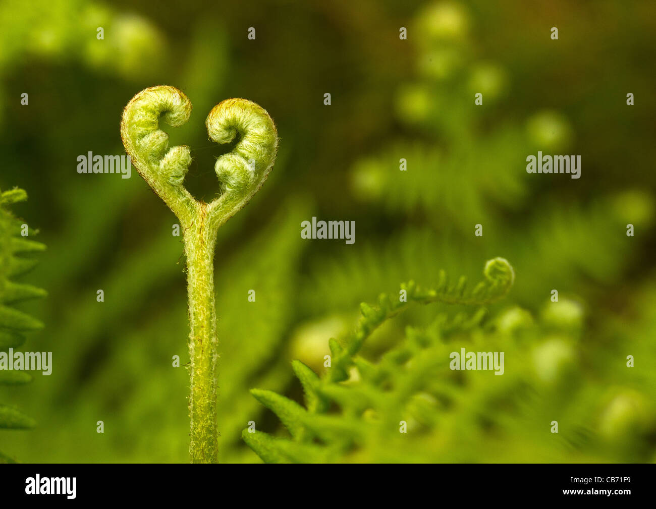 Fern Love Heart Nature Art Green Stock Photo