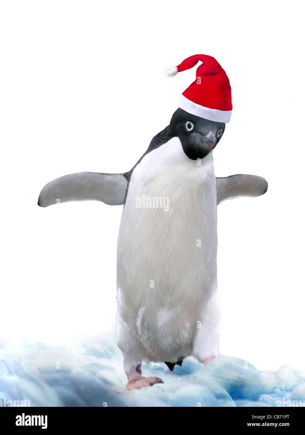 penguins with hats