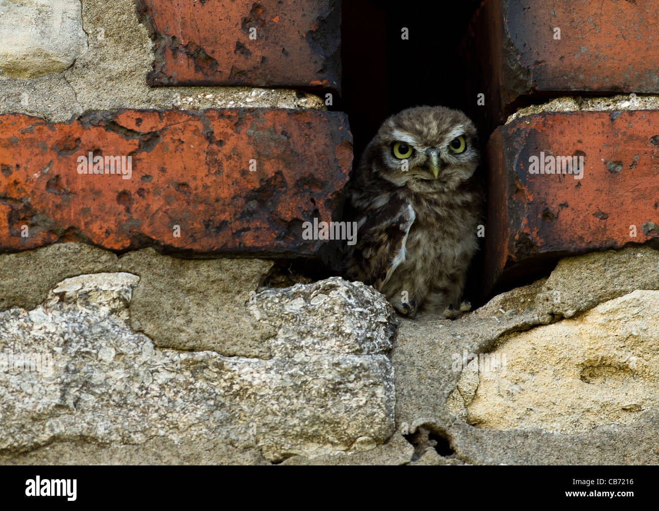 The Little Owl athene noctua Stock Photo