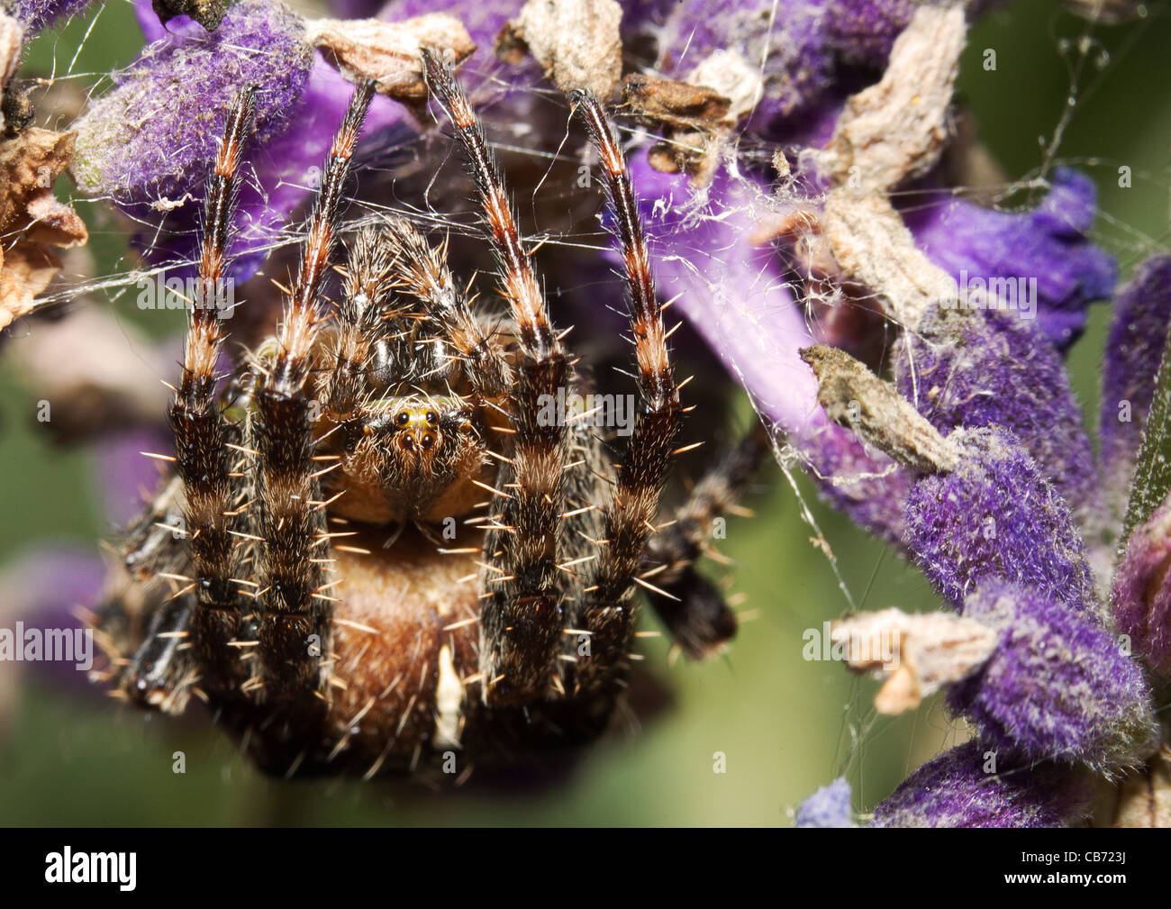 European garden orb spider (Araneus diadematus) Stock Photo