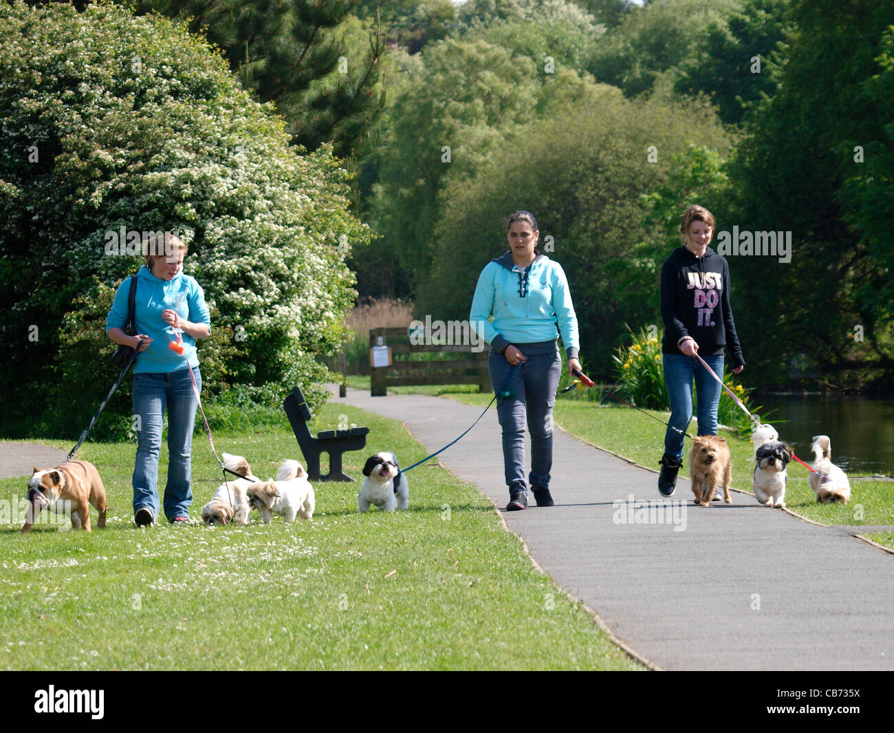 Dog walkers, Bude, Cornwall, UK Stock Photo Alamy