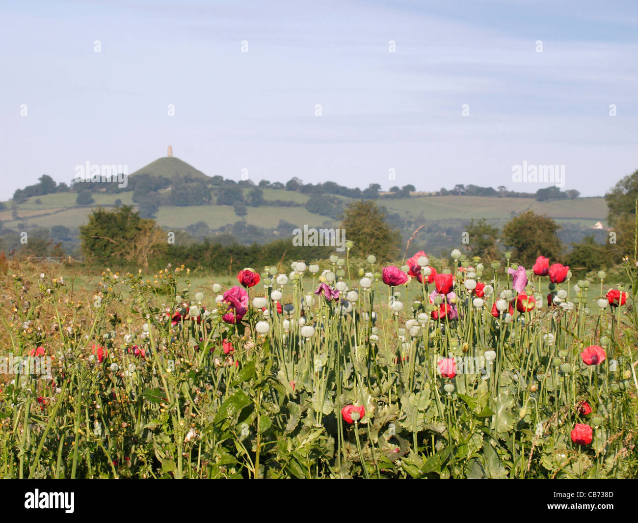 Poppies on the Somerset levels, Glastonbury tor in the distance, UK Stock Photo