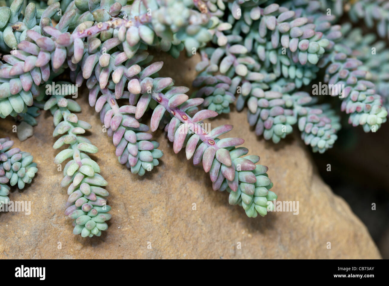 Burro’s Tail Sedum (Sedum burrito) Stock Photo