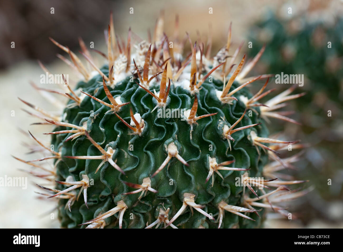 Echinofossulocactus tricuspidatus, Blekgul skrynkelkaktus (Stenocactus phyllacanthus) Stock Photo
