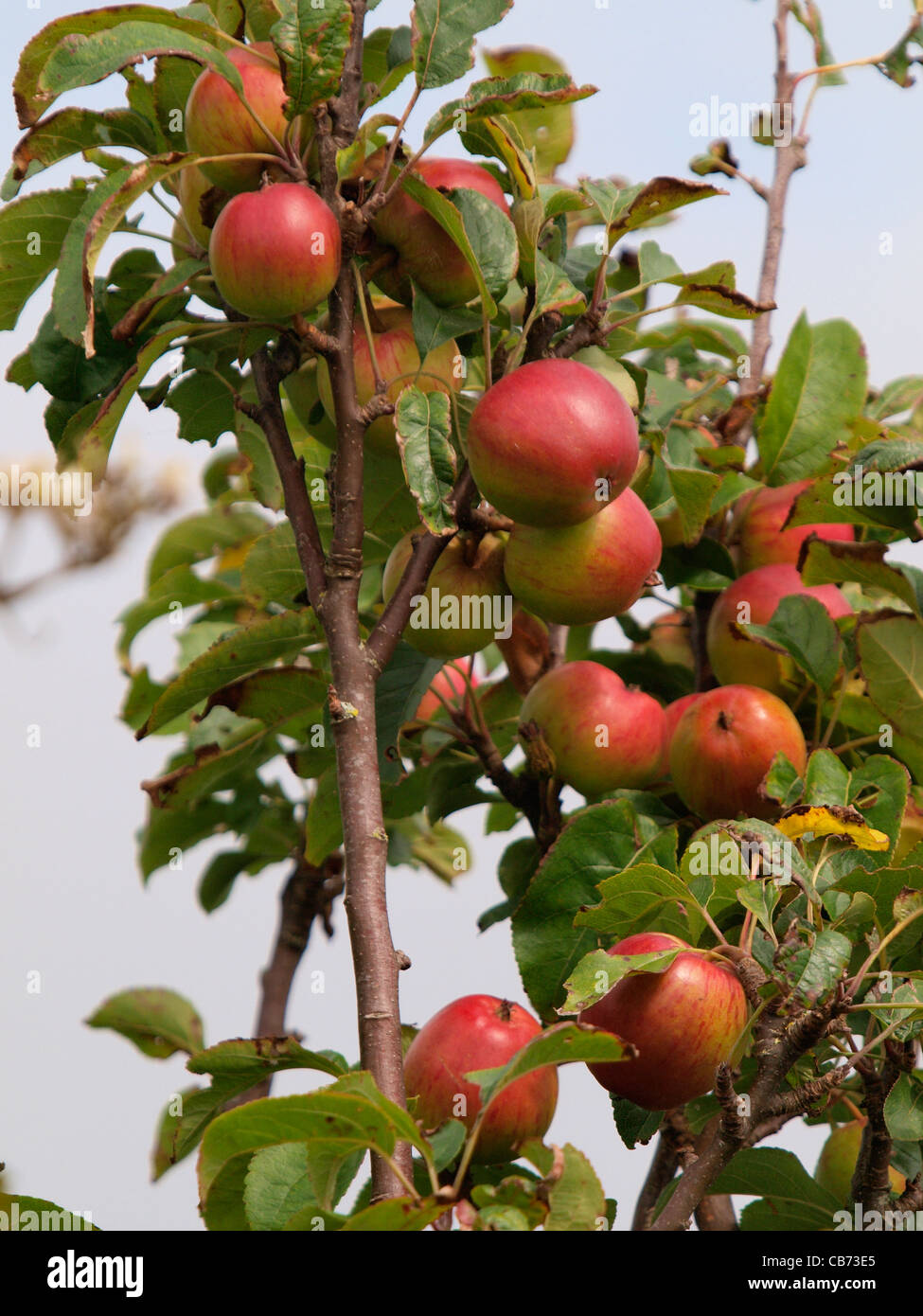 Apples growing on a tree, UK Stock Photo Alamy