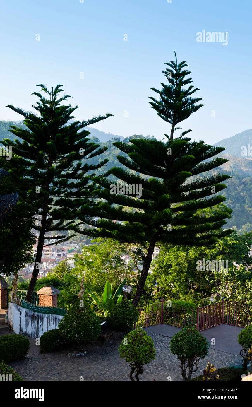 Two Norfolk pine trees at Buddhist temple on hilltop in Maesai Thailand overlooking hills of Tachileik Myanmar Stock Photo