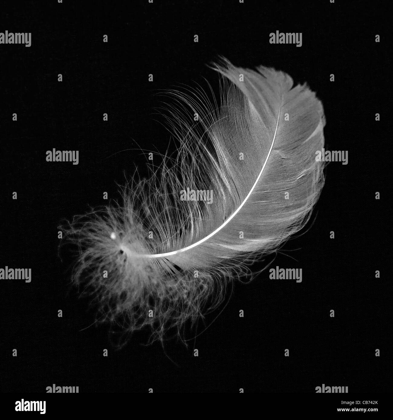 White feathers black background fotografías e imágenes de alta resolución -  Alamy