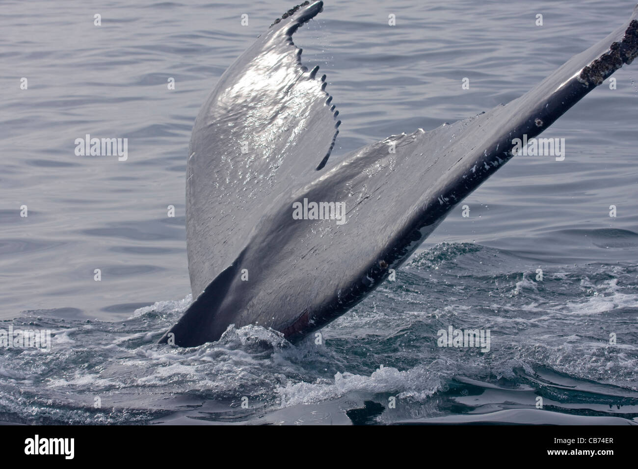 Fluke of a Humpback Whale / Megaptera novaeangliae Stock Photo