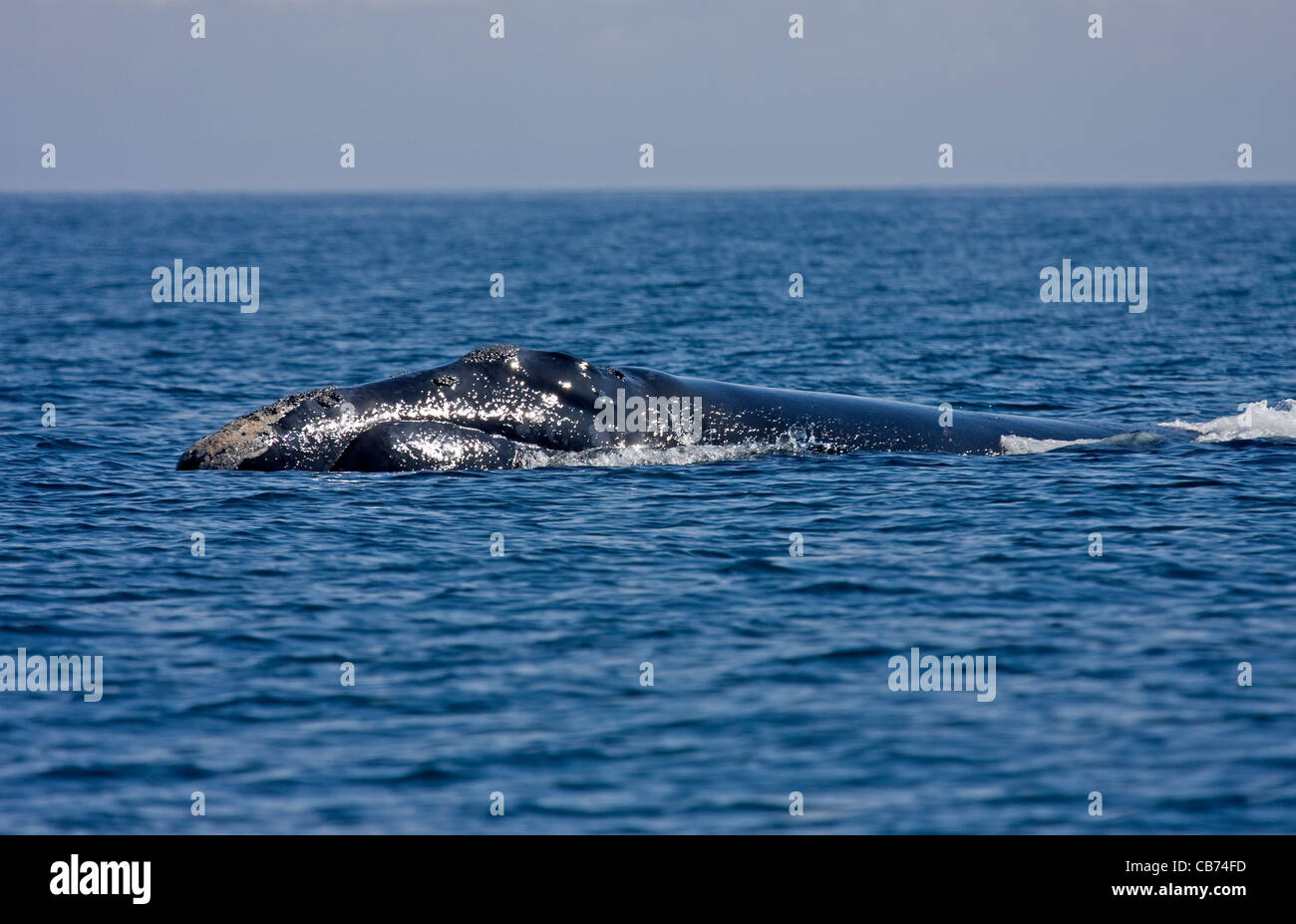North Atlantic right whale (Eubalaena glacialis) Stock Photo