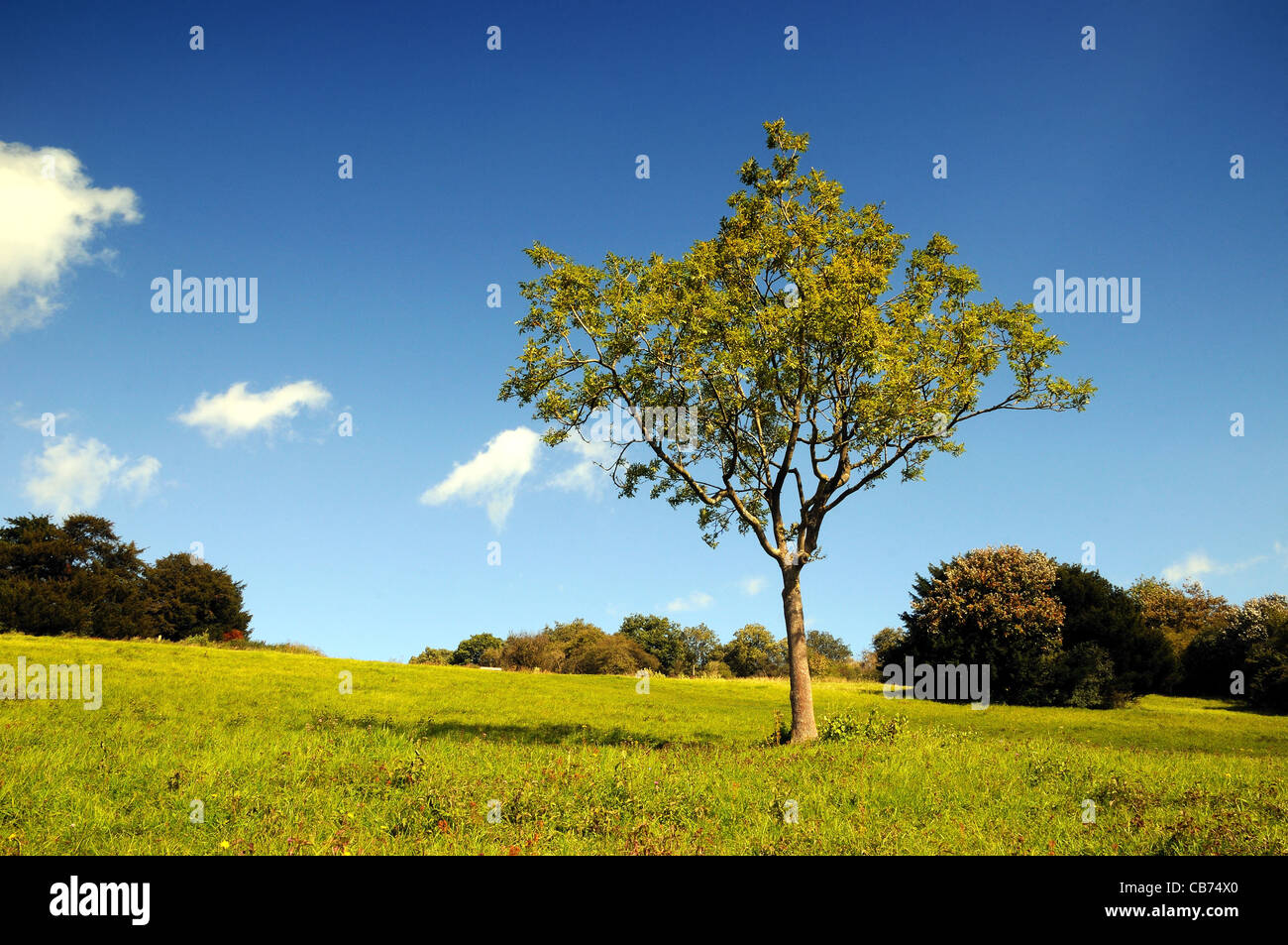 Green Ash Tree Uk High Resolution Stock Photography and Images - Alamy